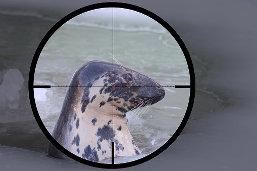 Baltic grey seal (Halichoerus grypus macrorhynchus) in the crosshair of the optical sight of the hunter