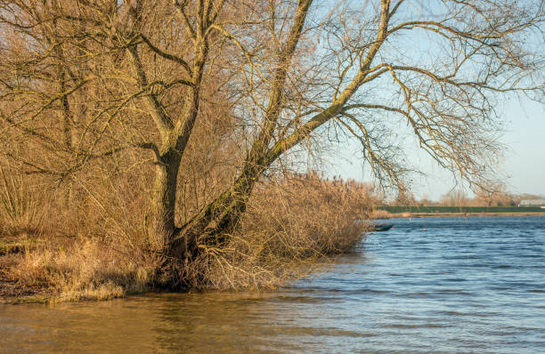 istock Trees along the water in afternoon sunlight 979205102