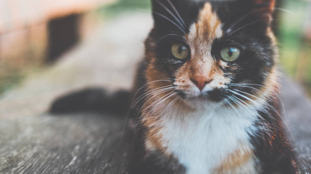 istock Little multicolored cat is sitting in the evening light 979207100