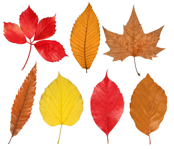 Dried autumnal red Cherry leaves with serrated edges and visible glands on the stalk, isolated on white