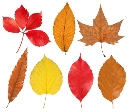 Autumn leaves isolated on white without shadows.XXL