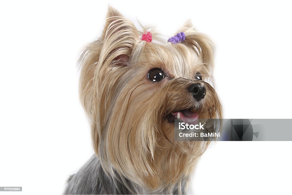 Yorkshire Terrier  Dog Stock Photo