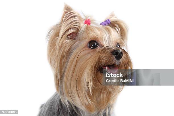 Yorkshire Terrier Stock Photo - Download Image Now - Dog, Puppy, Animal