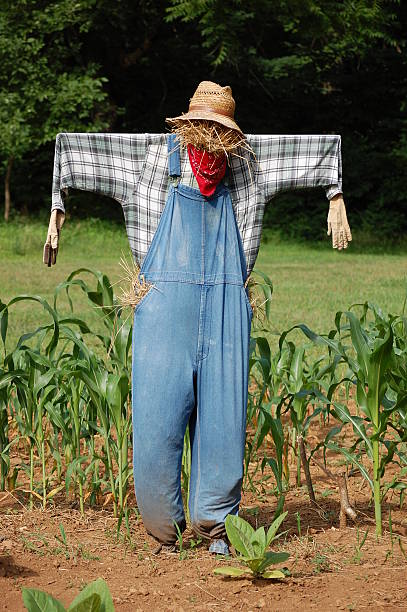 istock Scarecrow in the Garden 97921178
