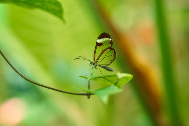 istock Greta oto butterfly on leaf 979213182