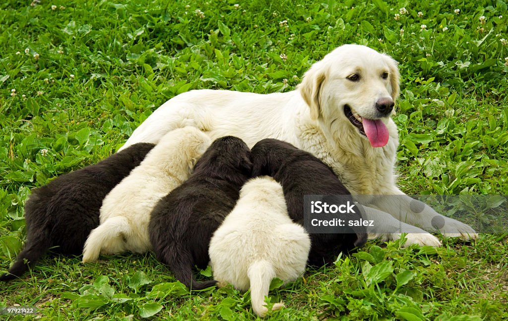 sweet puppies com almoço - Foto de stock de Alimentar royalty-free