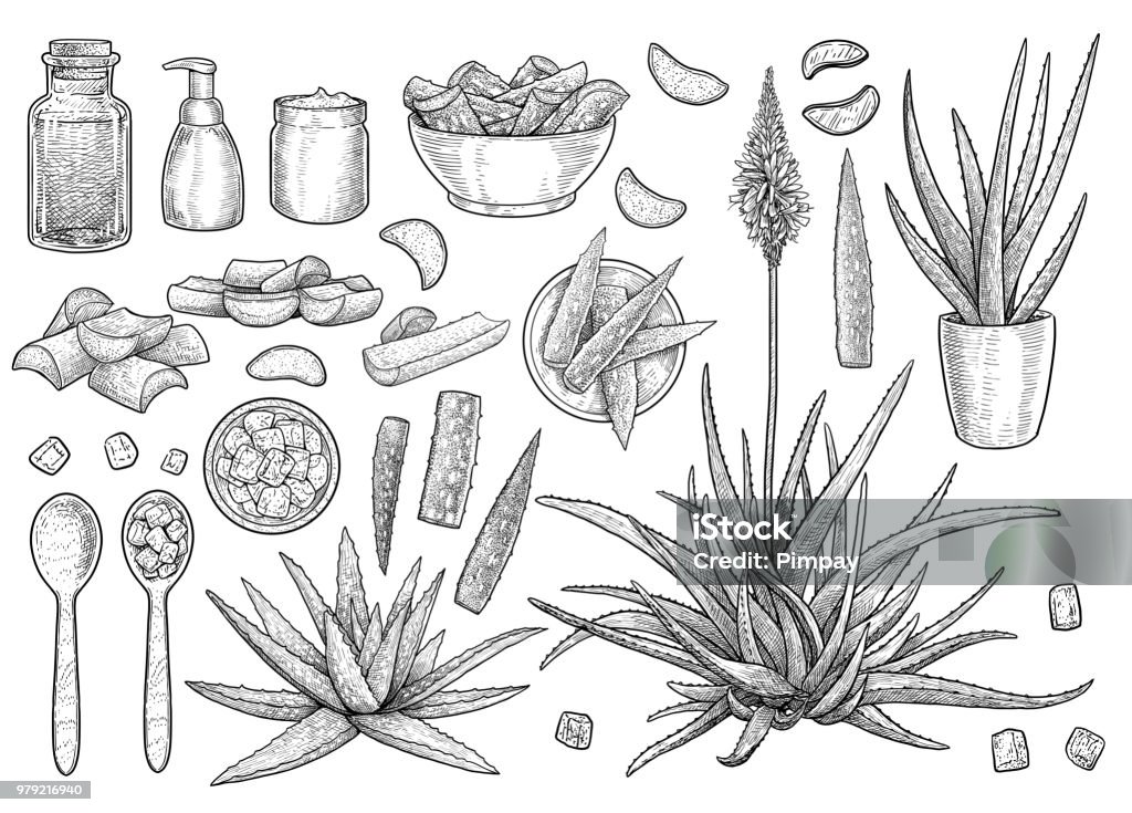 Aloe vera collection, illustration, drawing, engraving, ink, line art, vector Illustration, what made by ink and pencil on paper, then it was digitalized. Aloe Vera Gel stock vector