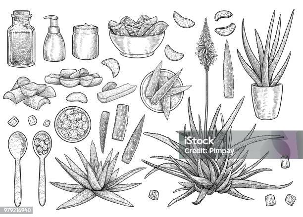 Aloe Vera Collection Illustration Drawing Engraving Ink Line Art Vector Stock Illustration - Download Image Now