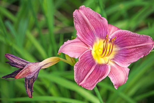 istock Pink lily flower closeup in summer time 979217178
