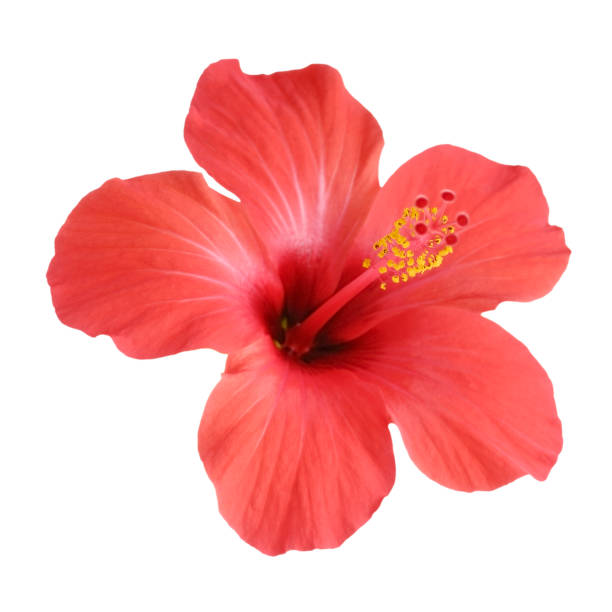 白い背景で隔離赤いハイビスカスの花 - hibiscus ストックフォトと画像