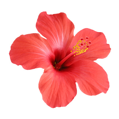 1 bright orange thin-petal hibiscus flower blooming against a black background.
