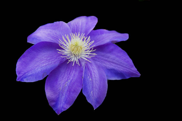istock Flowers on the black scene 979220020
