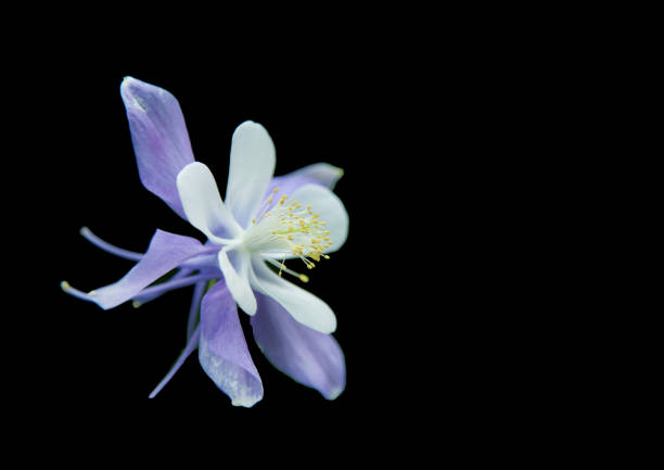 istock Flowers on the black scene 979221130