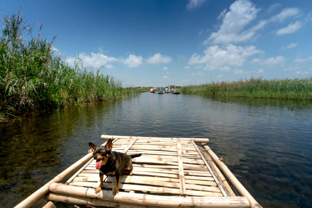 Black chihuahua puppy on bamboo boat