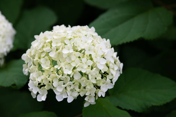 istock close-up of white hydrangea flower 979222566
