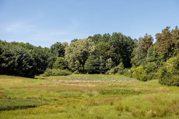 istock Field with a living hedge 979230186