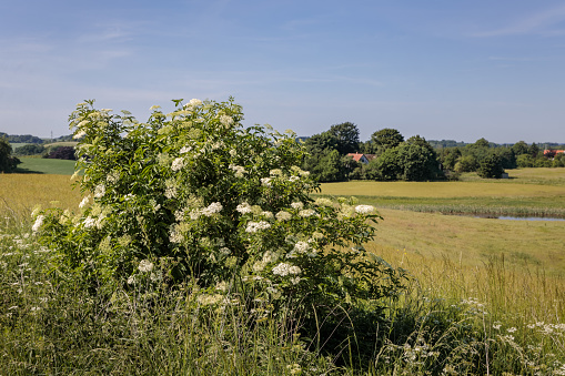 The elder is an old tree in Denmark and its flowers is one of the first signs of real summer