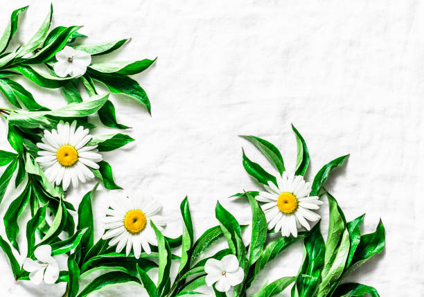 Flowers background. Fresh garden daisies on a light background, top view. Flat lay, copy space