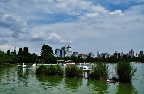 Shinobazu Pond at Ueno Park Ueno Park is located in Tokyo, Japan shinobazu pond stock pictures, royalty-free photos & images