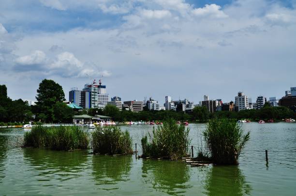 Shinobazu Pond at Ueno Park Ueno Park is located in Tokyo, Japan shinobazu pond stock pictures, royalty-free photos & images