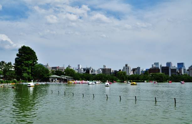 Shinobazu Pond at Ueno Park Ueno Park is located in Tokyo, Japan shinobazu pond stock pictures, royalty-free photos & images
