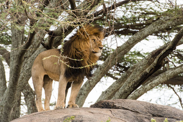 istock Beautiful lion standing on a stone 979247260