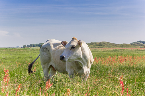 Piemontese cow in a colorful meadow in The Netherlands