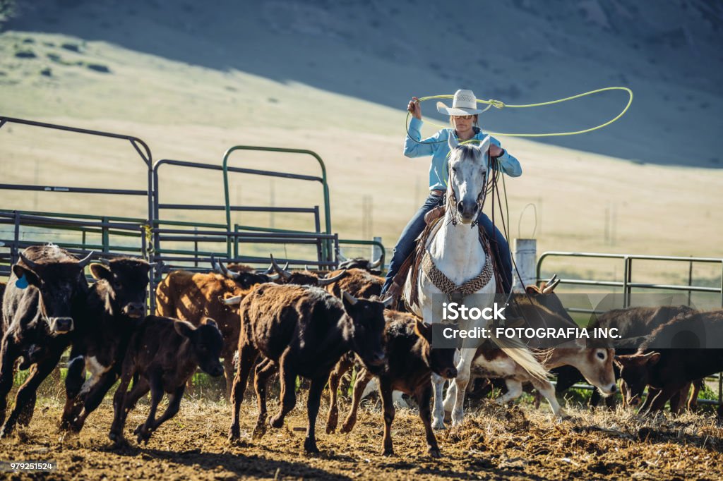 Cattle Roping Loop Cattle Roping In Utah Stock Photo - Download Image Now - Adult ...