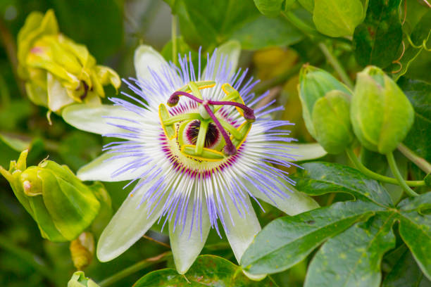 istock Passionflower flower 979251860