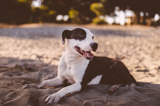 Cute brown and white pet dog lying down on beach sand on summer vacations