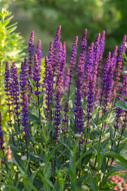 Background or Texture of Salvia nemorosa 'Caradonna' Balkan Clary in a Country Cottage Garden in a romantic rustic style. Latvia