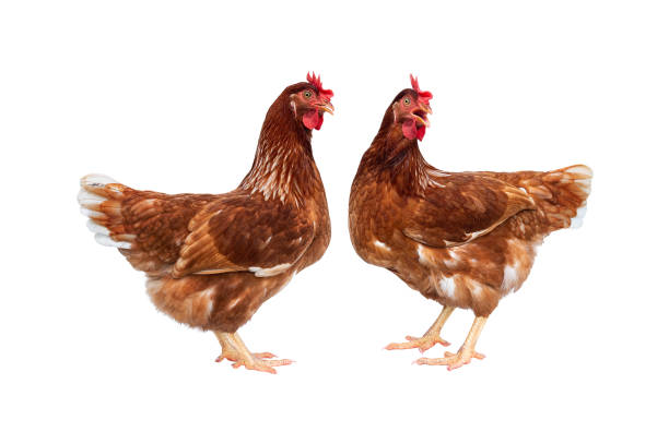 istock Brown hen isolated on white background, Chicken isolated on white. 979252236