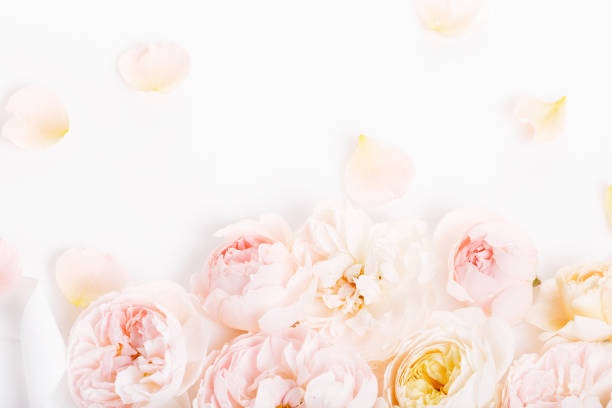 istock Sweet color fabric roses in soft style for background 979256486