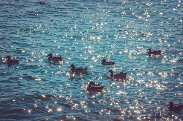 Photo of Duck family near coast of Garda Lake, Italy