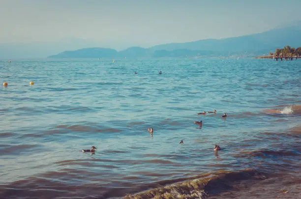 Photo of Duck family near coast of Garda Lake, Italy