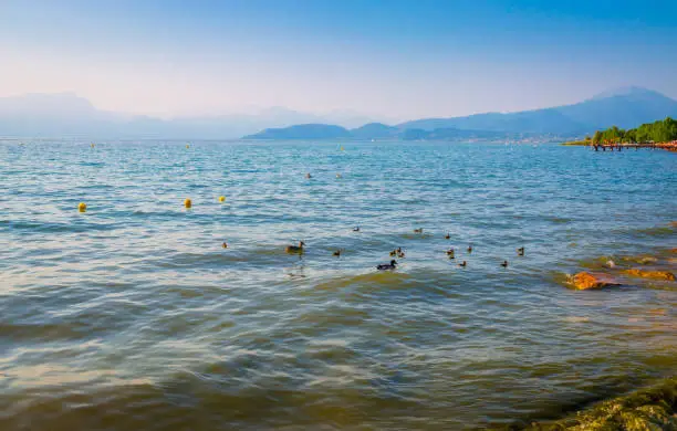 Photo of Duck family near coast of Garda Lake, Italy