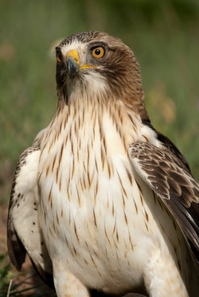istock Painted eagle, pale morph, Aquila pennata, portrait 979261914
