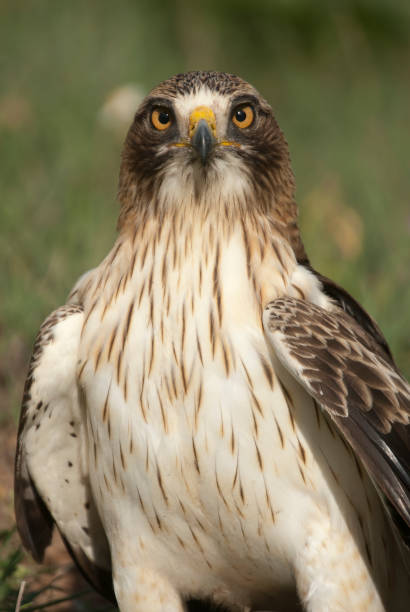 istock Painted eagle, pale morph, Aquila pennata, portrait 979261996