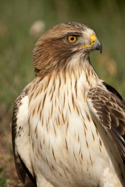 istock Painted eagle, pale morph, Aquila pennata, portrait 979262042