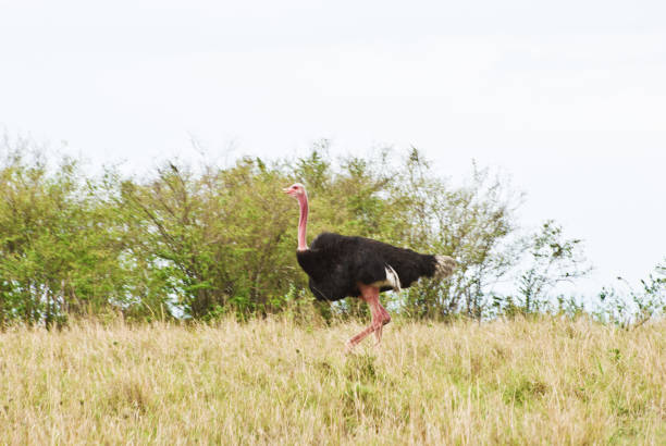 istock Masai Ostrich (Massaicus) On Dry Grass 979262632