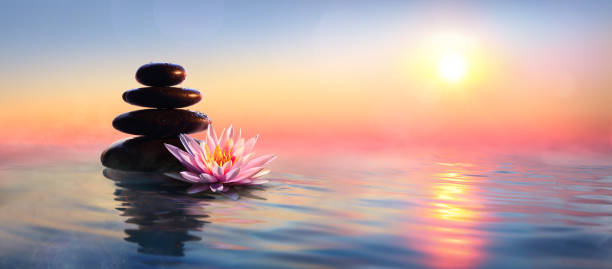 дзен концепция - спа камни и водяной на воде на закате - lotus water lily water flower стоковые фото и изображения