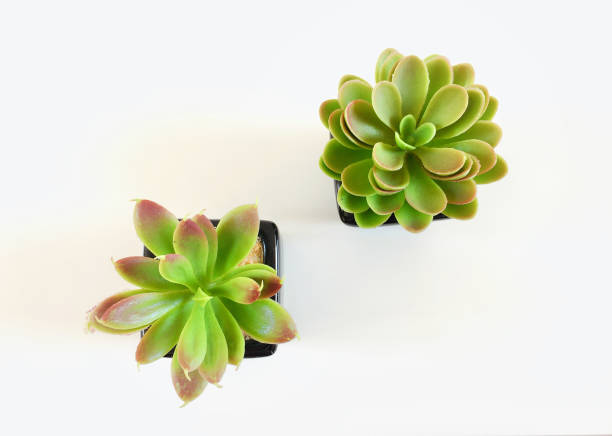 istock aerial view of two small green plants on a white plane 979263488