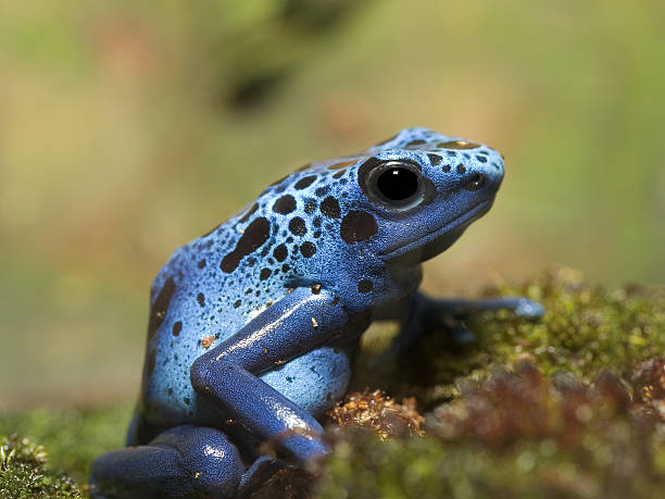 블루 포이즌 dart 개구리 - blue poison arrow frog 뉴스 사진 이미지