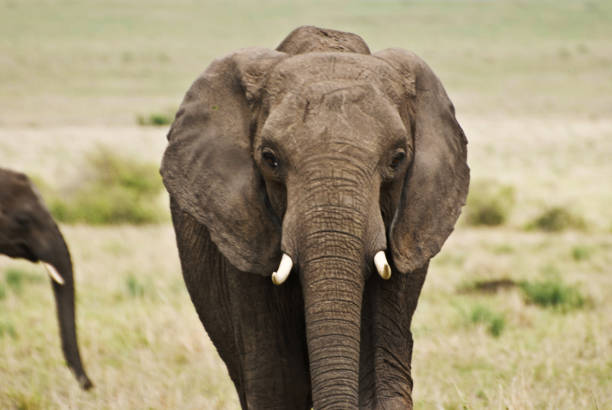 istock Parade Of African Elephants In Bush 979264796