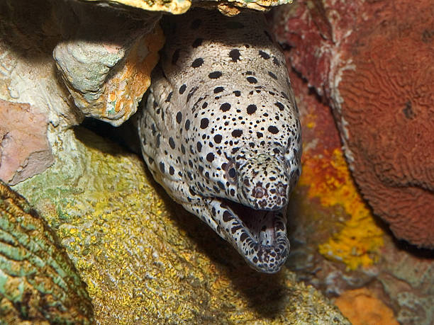 Spotted Moray Eel stock photo