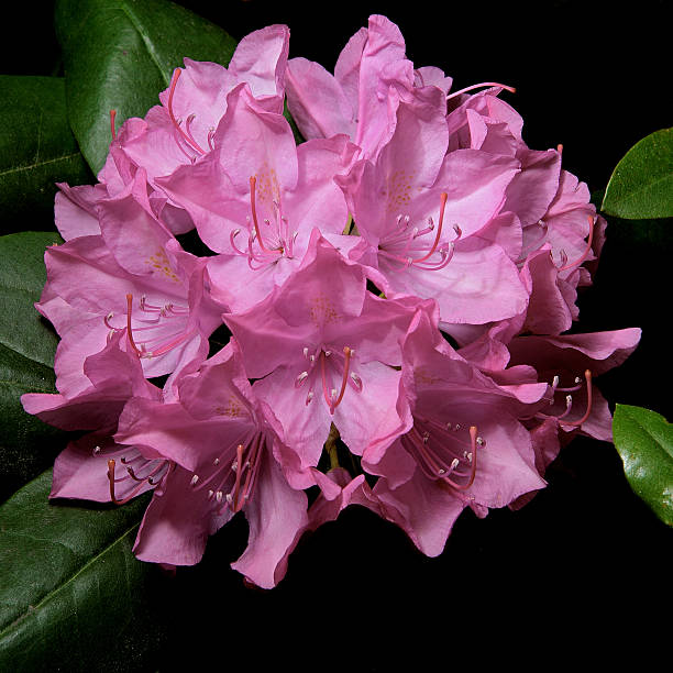 Rhododendron In the Dark stock photo