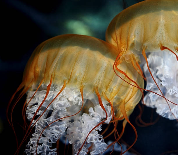 Sea Nettle Jellyfish Closeup stock photo