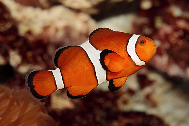Clownfish stock photo