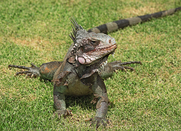Curious Iguana in the Grass stock photo