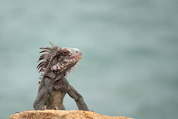 Iguana on a Rock By the Bay stock photo